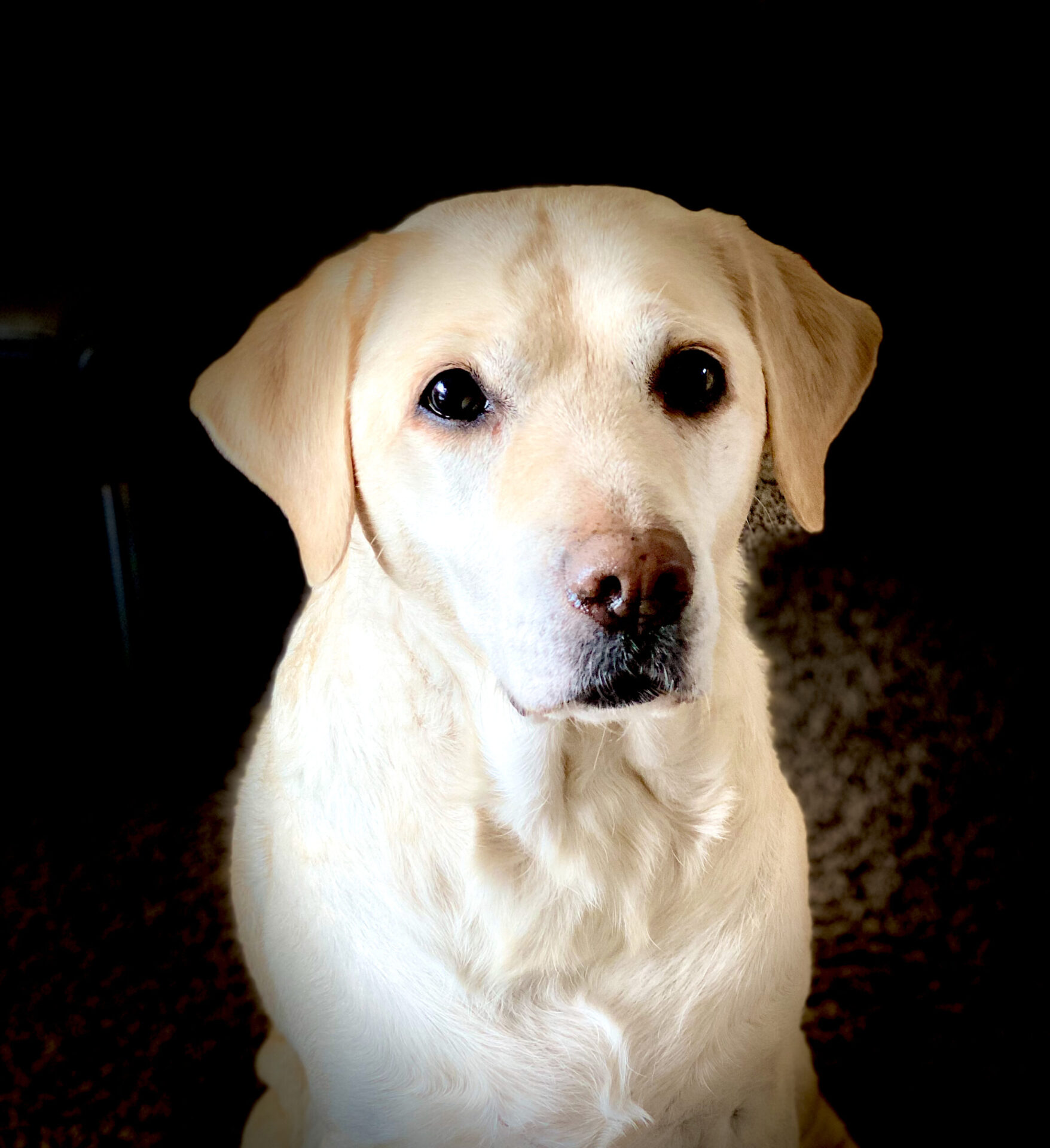 Labradorzucht im DRC Ines Mainka Meerbusch