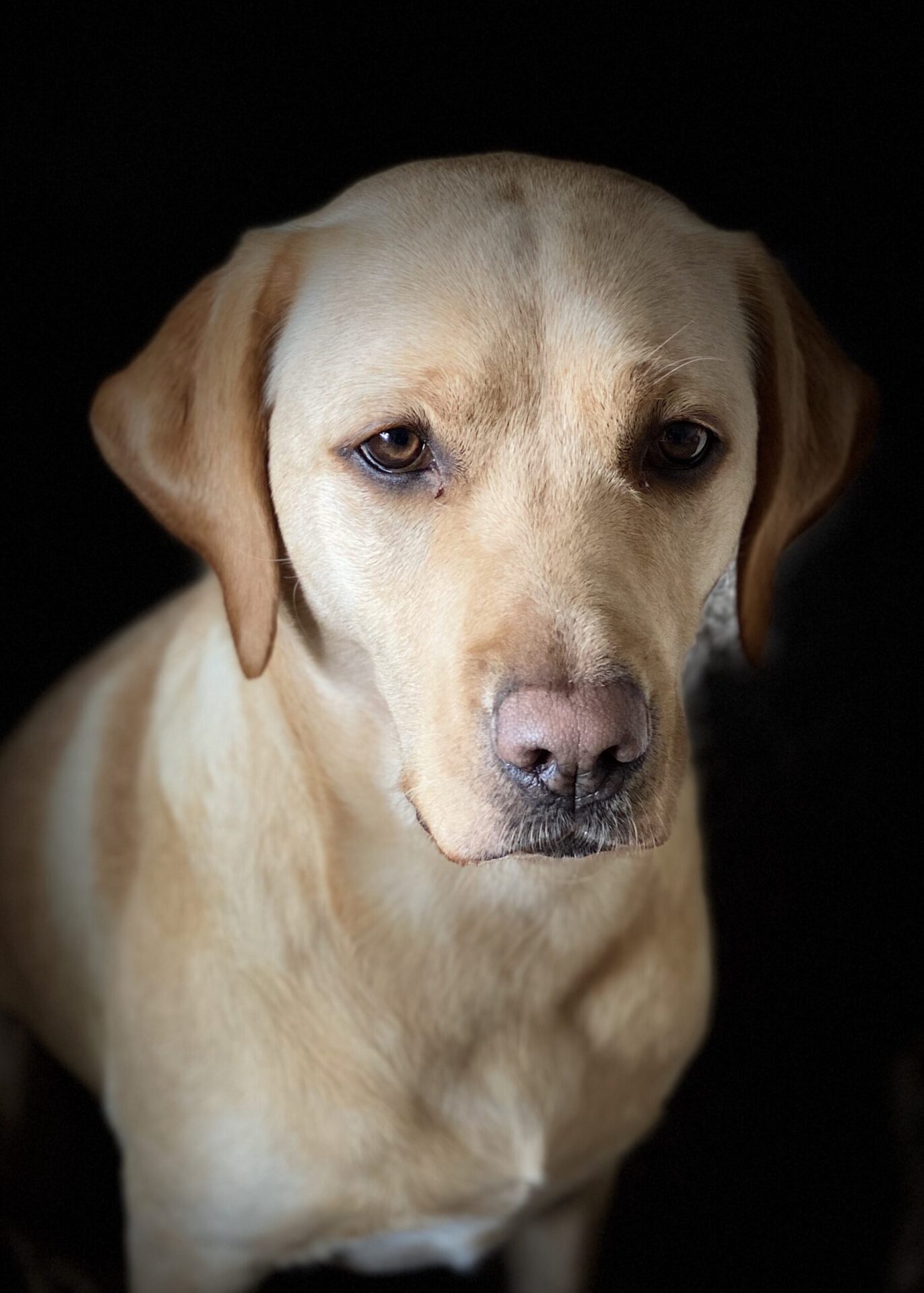 Labradorzucht im DRC Ines Mainka Meerbusch