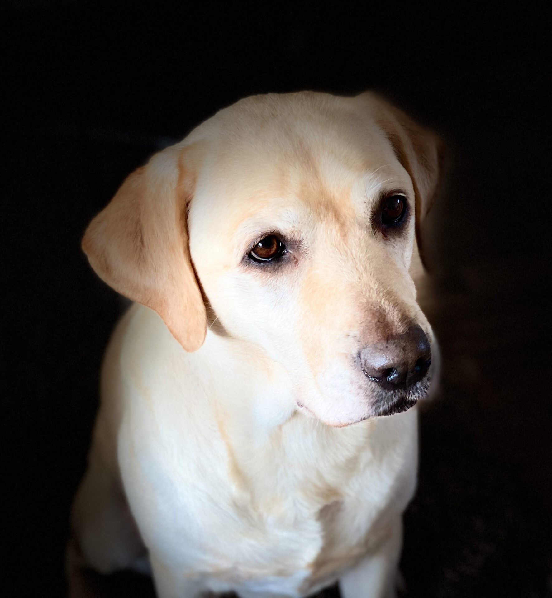 Labradorzucht im DRC Ines Mainka Meerbusch